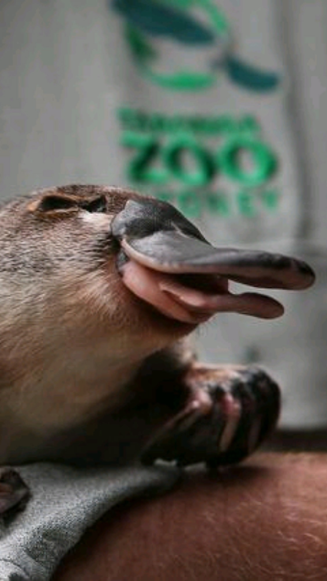 鸭嘴兽,一种横跨三界的动物,达尔文见了都犯迷糊!