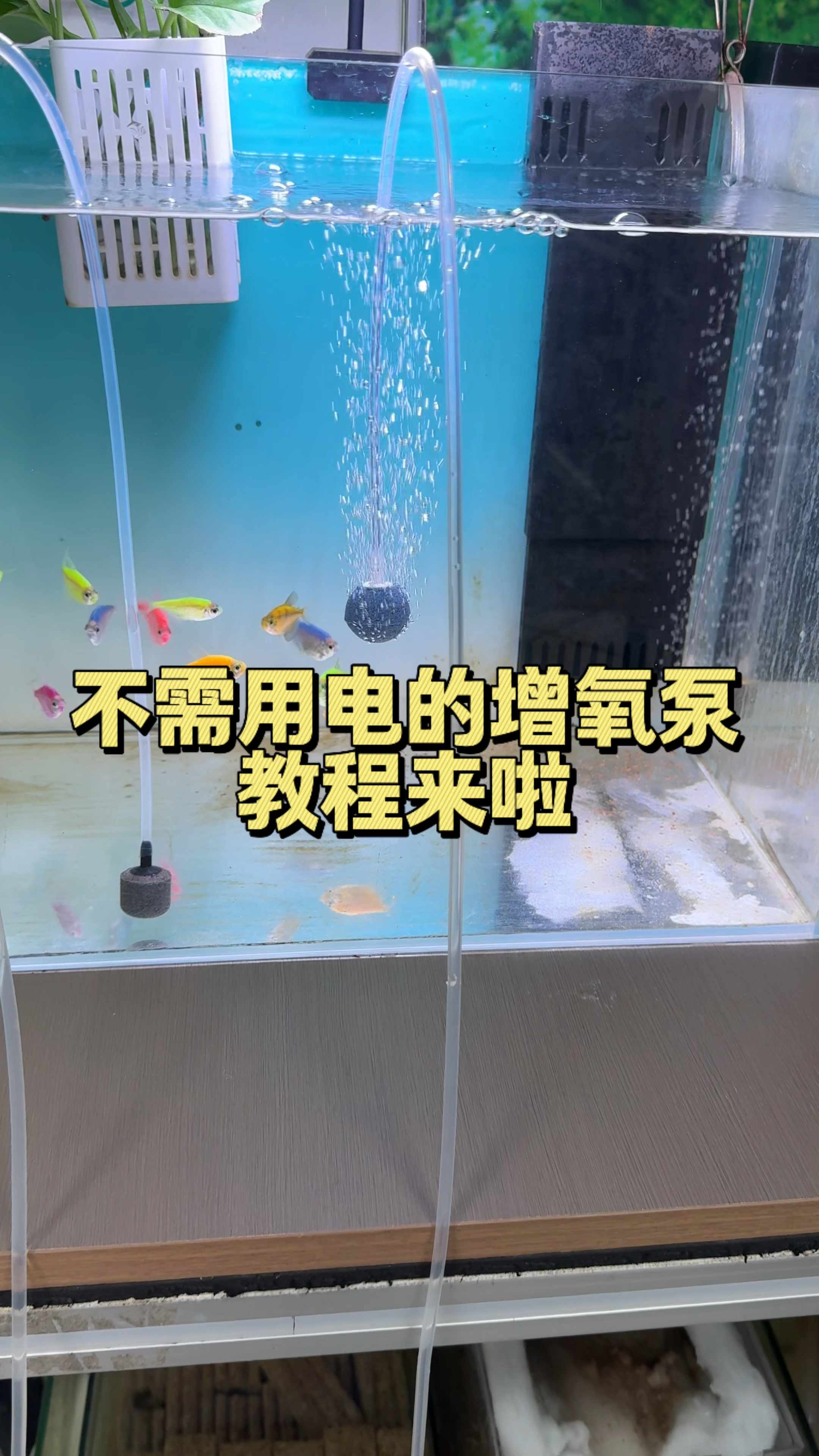 不需要用电的增氧泵制作教程来啦#养鱼日记 #手工diy #鱼缸增氧