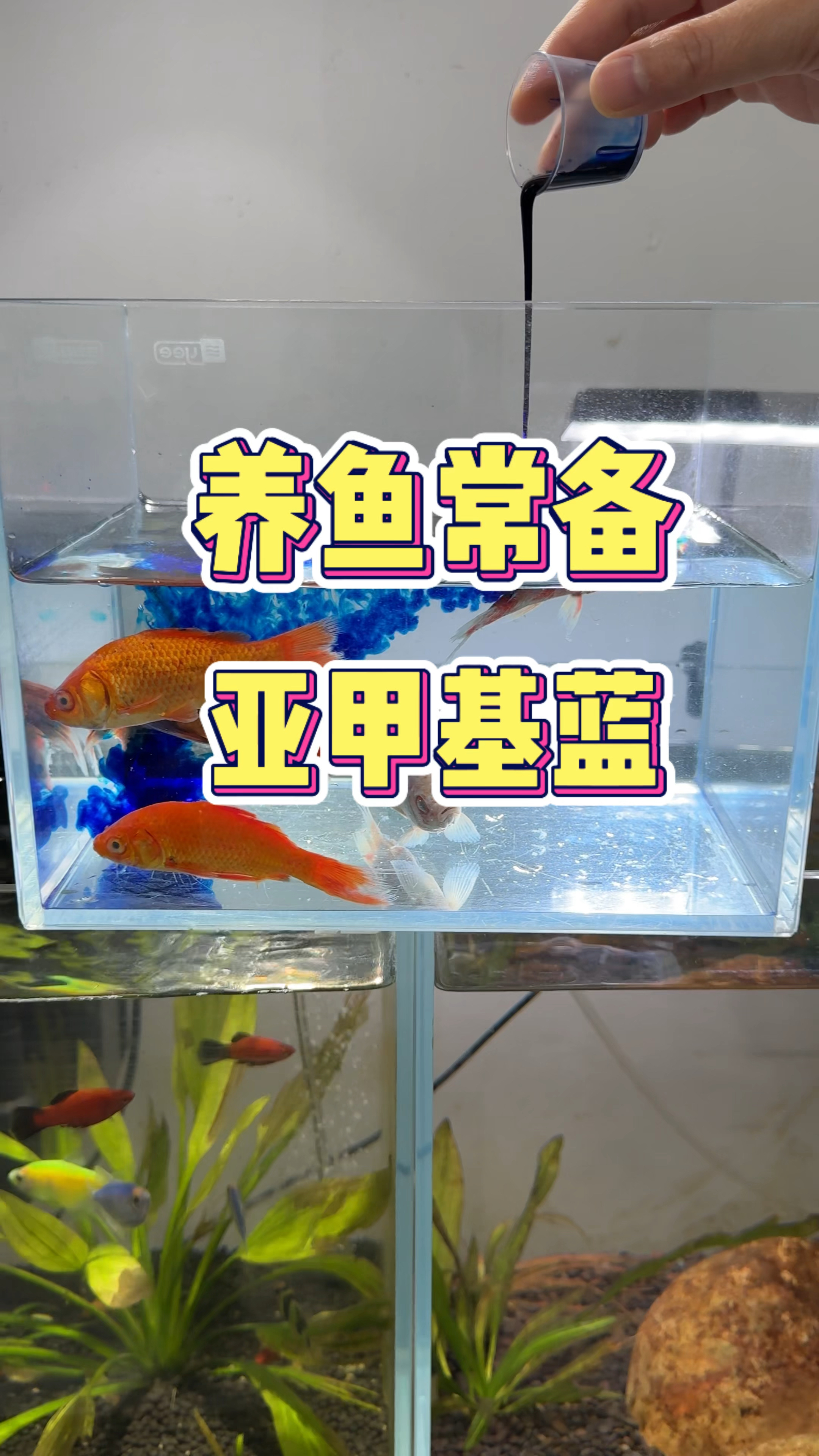 温差太大鱼儿就容易爆发白点水霉 接连出问题就用点亚甲基蓝吧