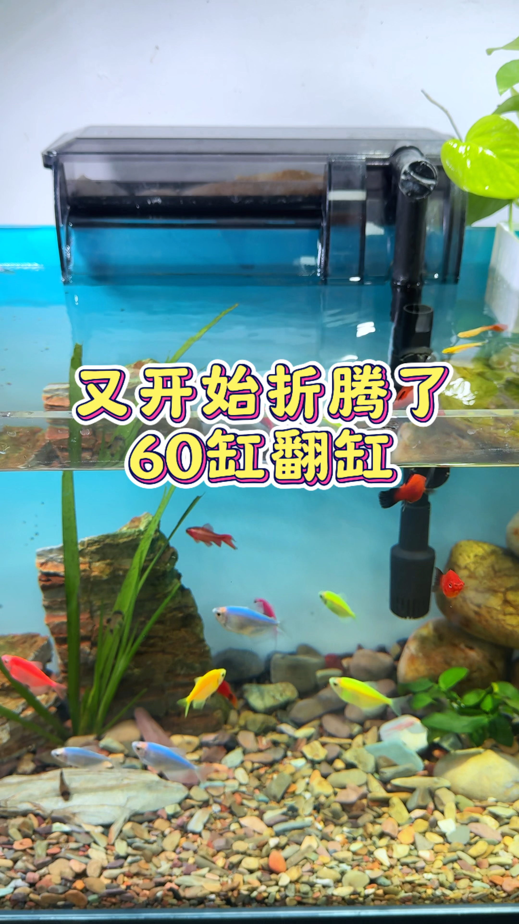 又开始折腾了 60缸翻缸造景#观赏鱼 #鱼缸造景 #鱼缸里的大自然