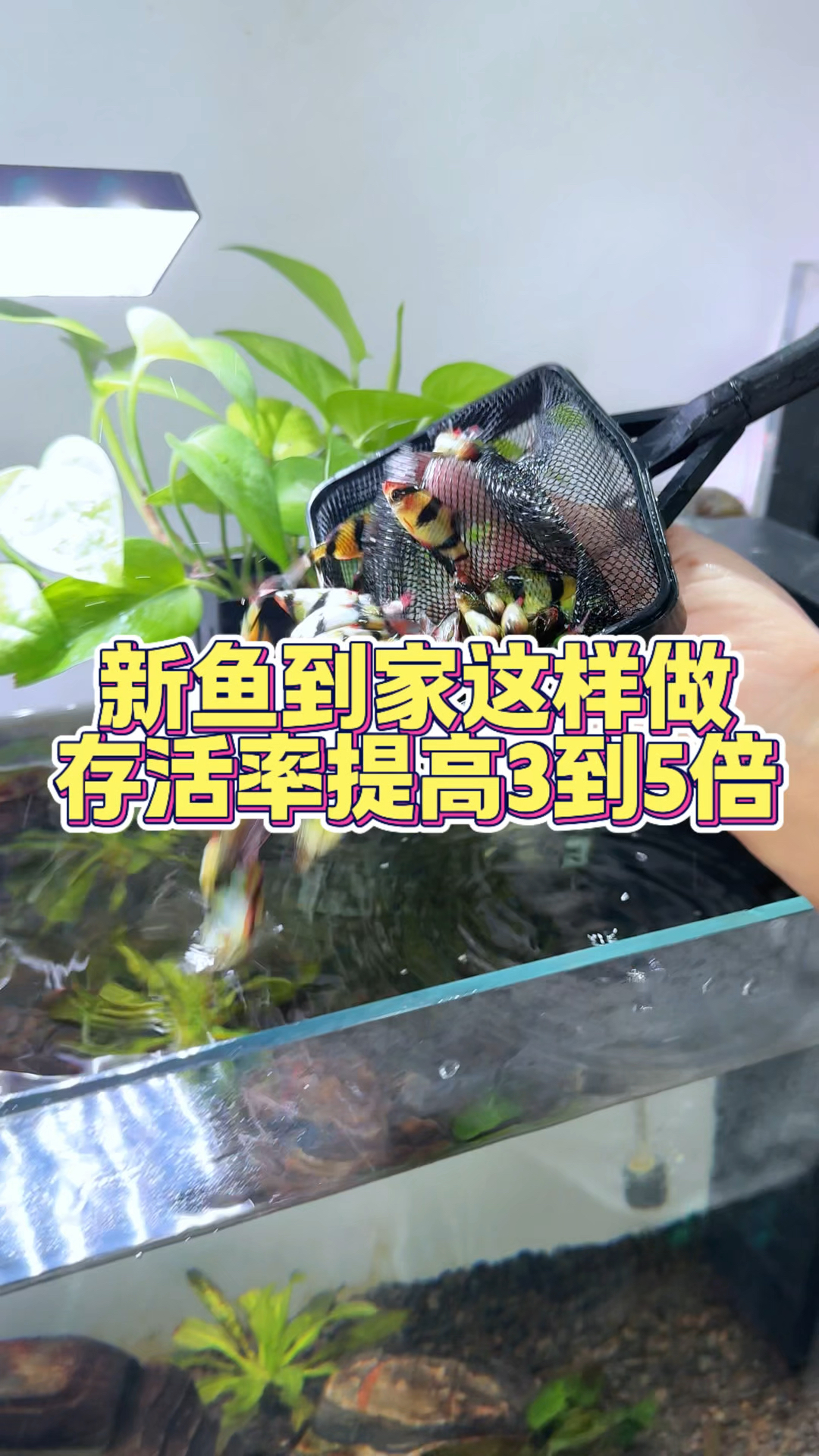 新鱼到家这样做 存活率提高3到5倍#养鱼日记 #新手养鱼 #新鱼到家