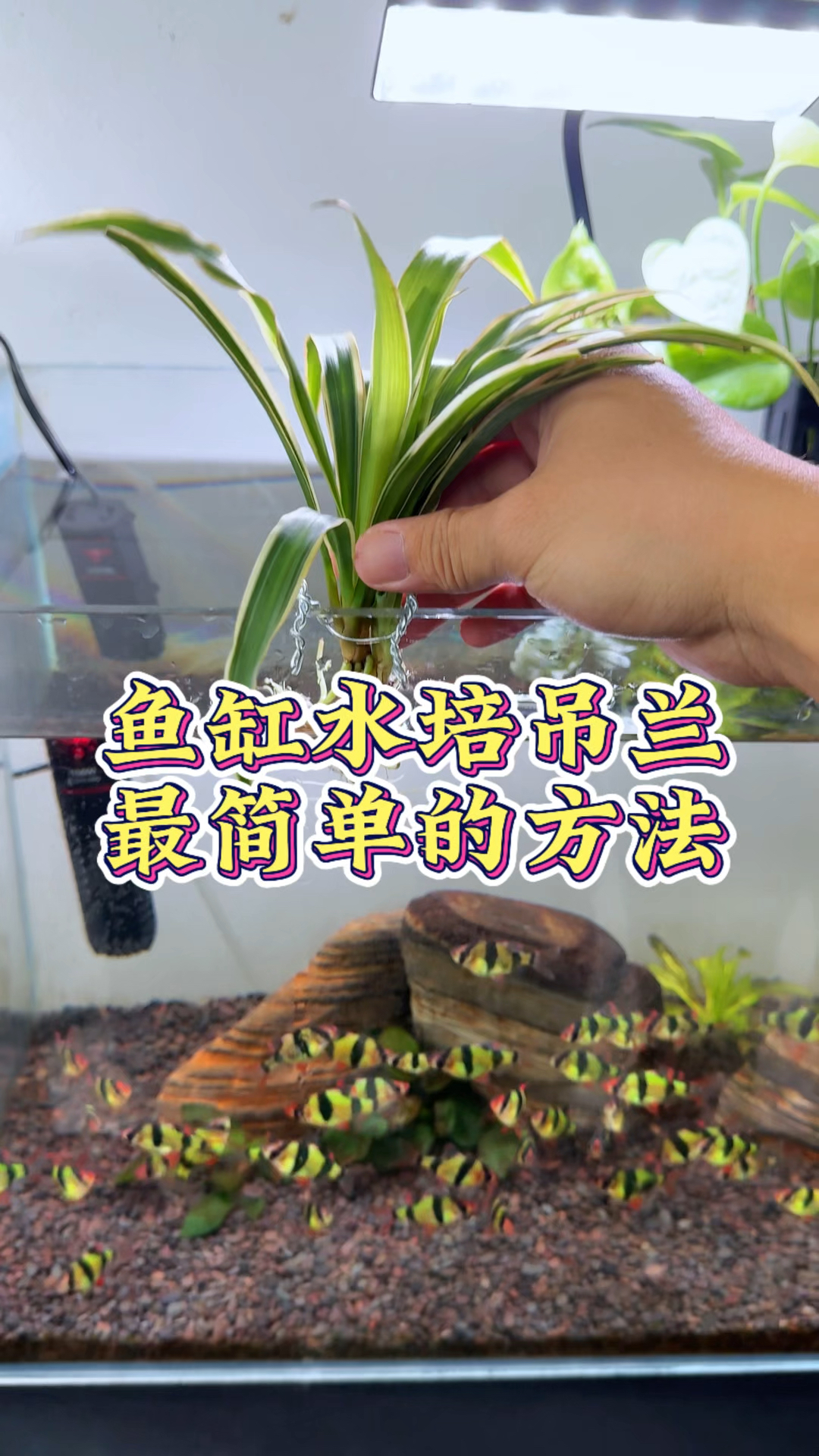 鱼缸水培吊兰,简单又好看#养鱼日记 #水培植物 #鱼缸里的大自然