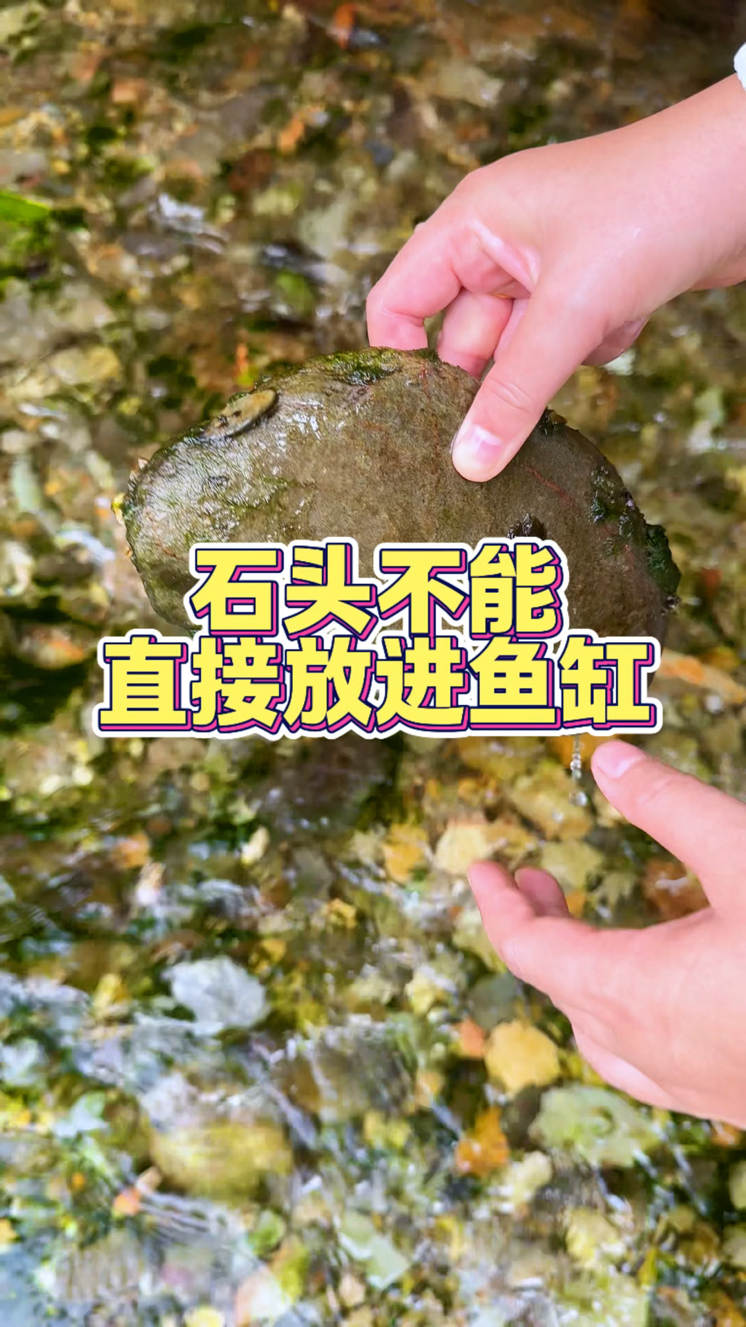 石头千万不能直接放进鱼缸 特别是野采的石头#养鱼日记#新手养鱼