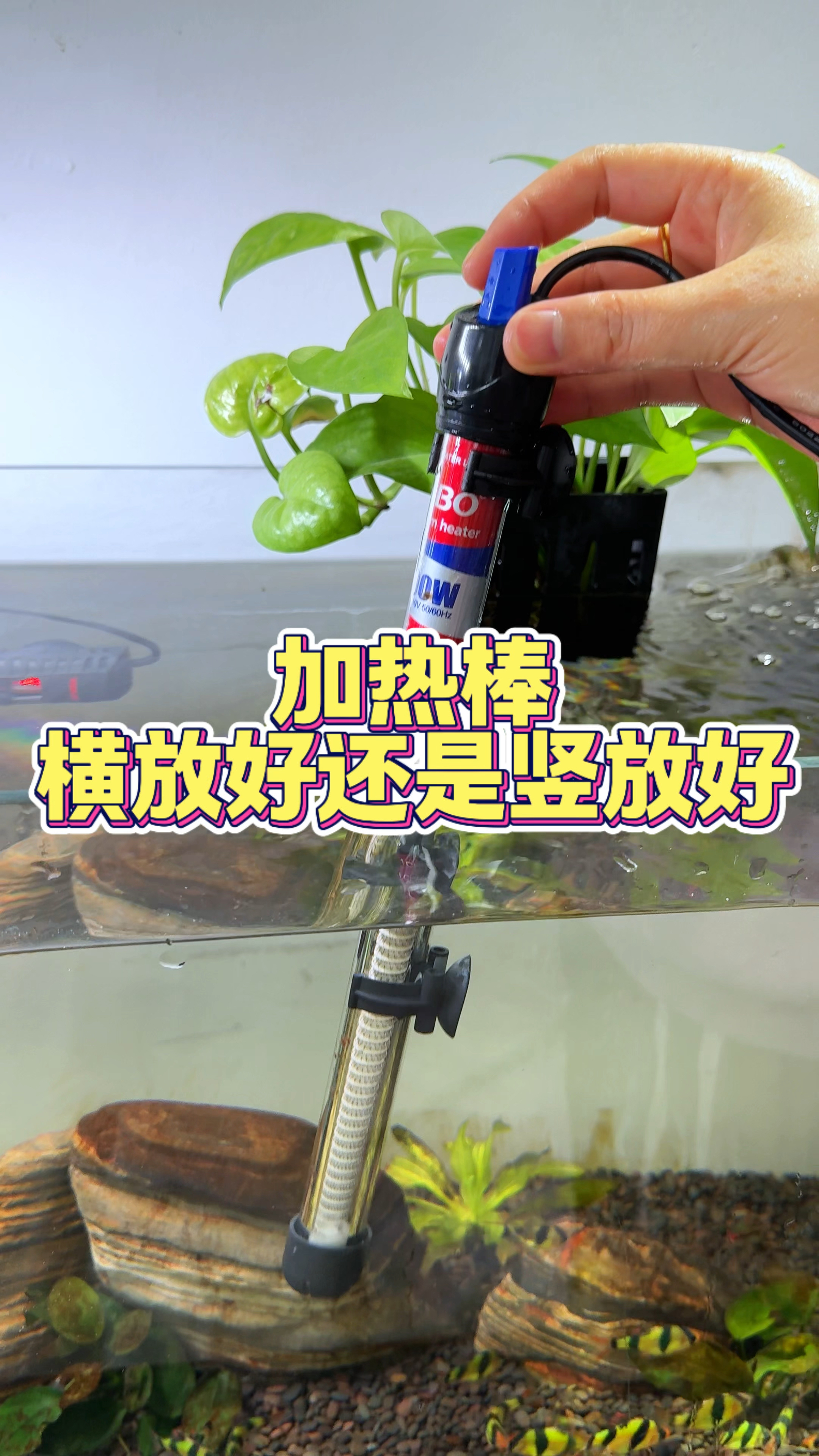 加热棒是横放好还是竖放好#养鱼日记 #观赏鱼 #水族 #鱼缸加热棒
