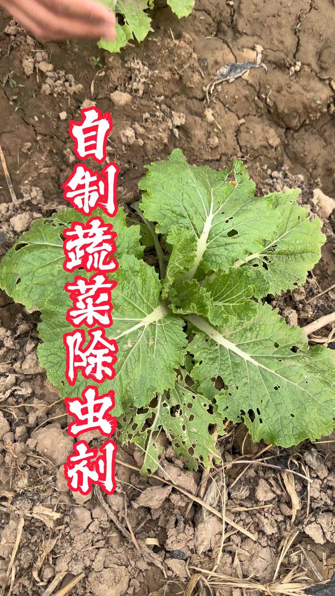 自制蔬菜 除虫剂