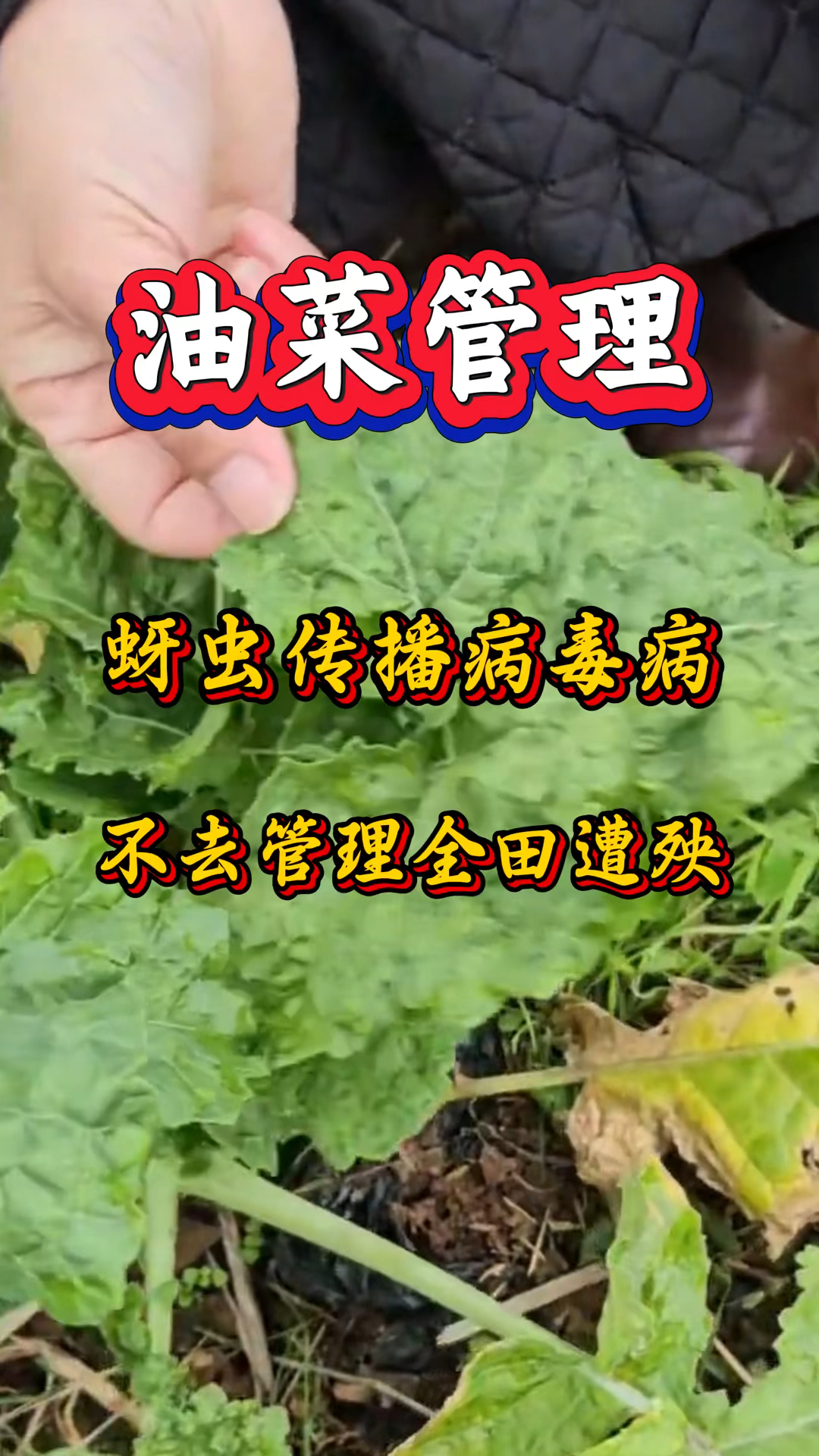 蚜虫传播病毒病得管理