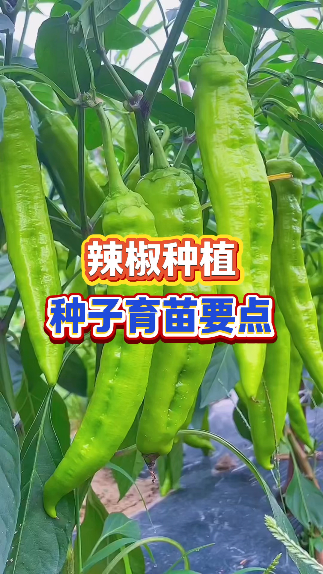 辣椒种子育苗要点