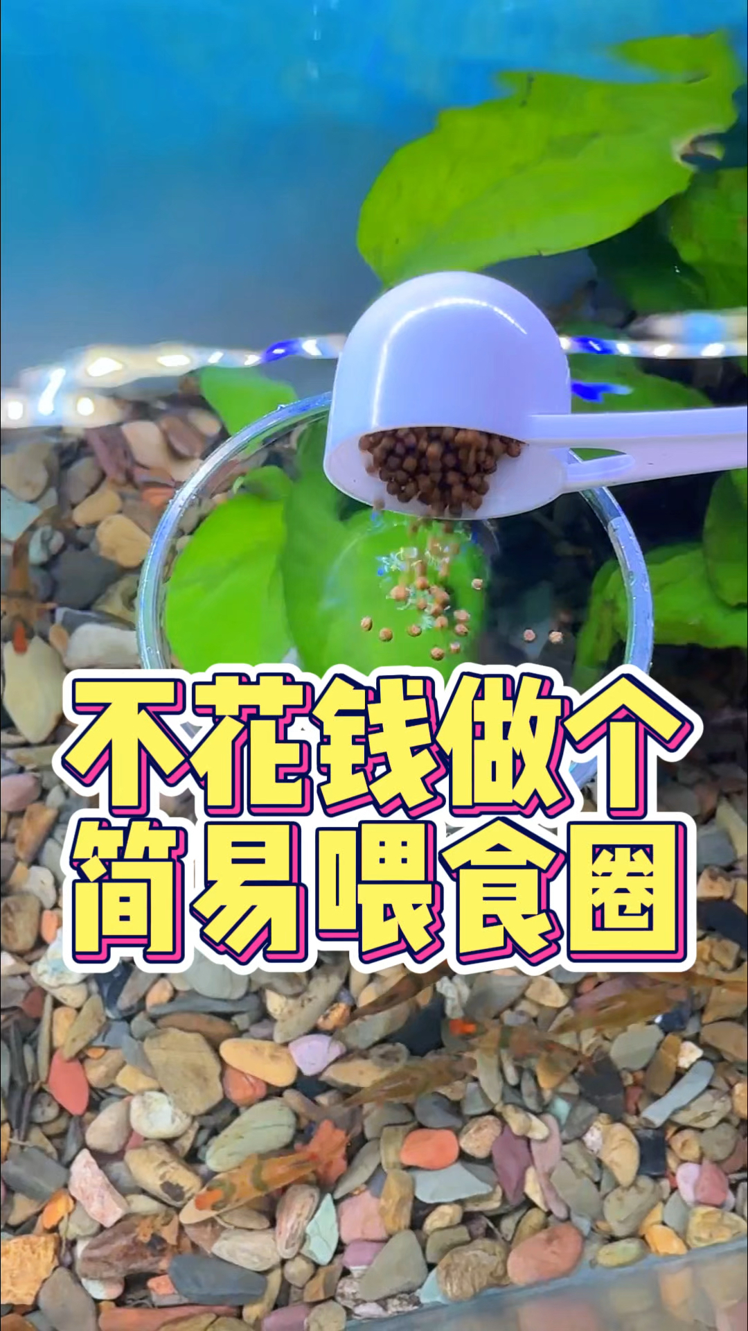 养鱼万物皆可用,不花钱做个简易喂食圈#手工diy #喂食圈 #喂鱼