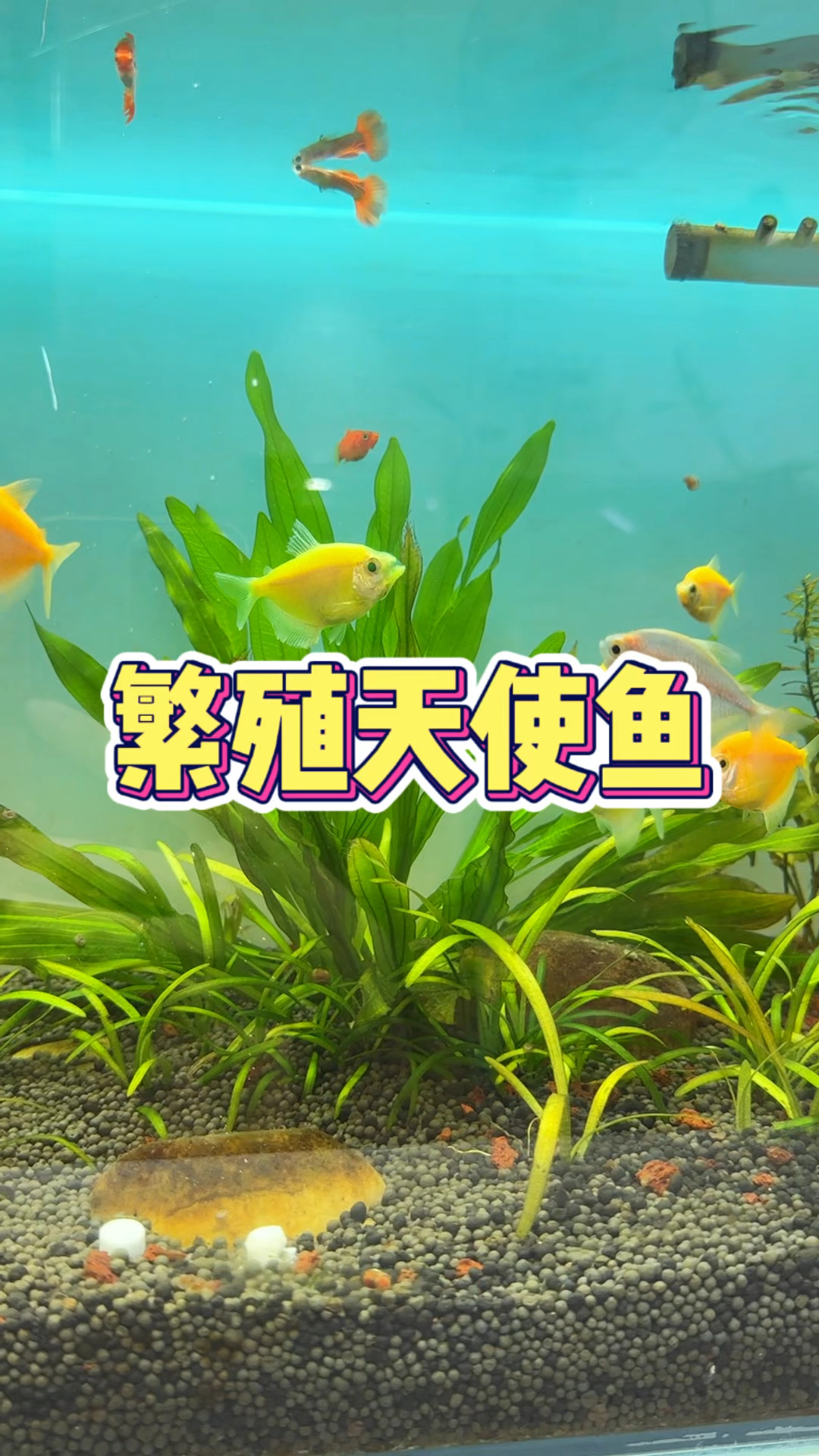 今天繁殖天使鱼,带你了解如何区分公母#养鱼小知识 #天使鱼繁殖