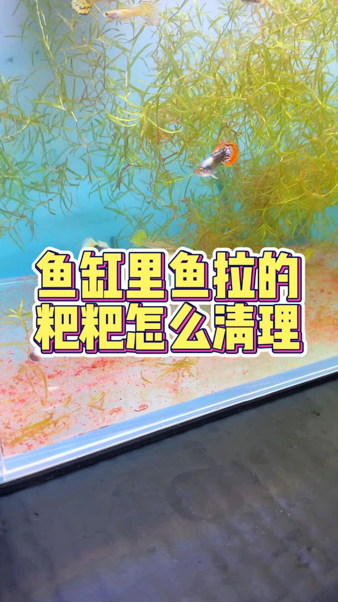 鱼缸里鱼拉的粑粑怎么清理#养鱼小知识 #新手养鱼 #养鱼日记