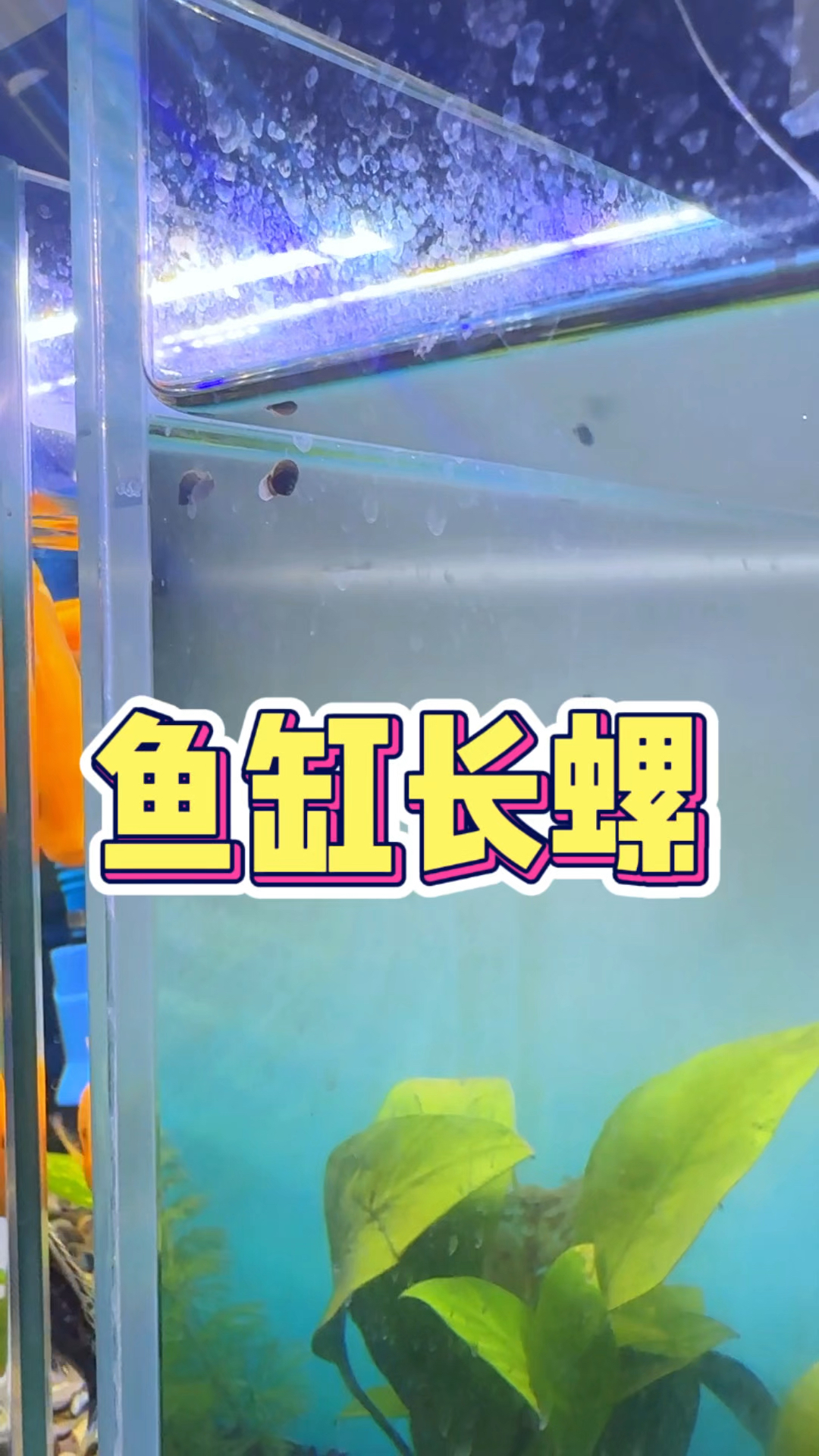 你们的鱼缸有没有长螺吗#养鱼日记 #养鱼人
