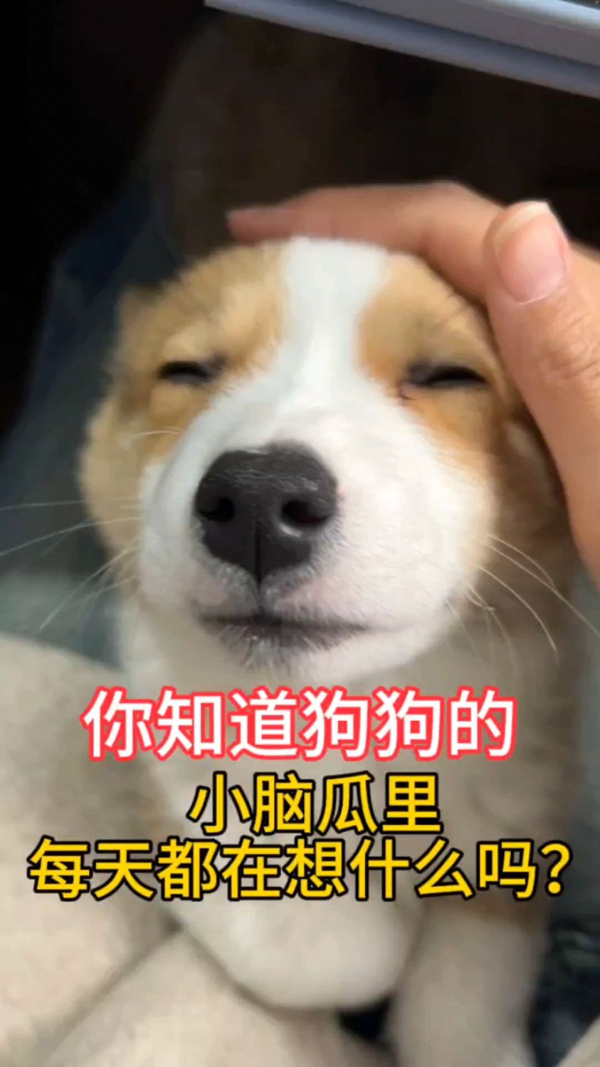 你知道狗狗的小脑袋里,每天都在想什么吗?