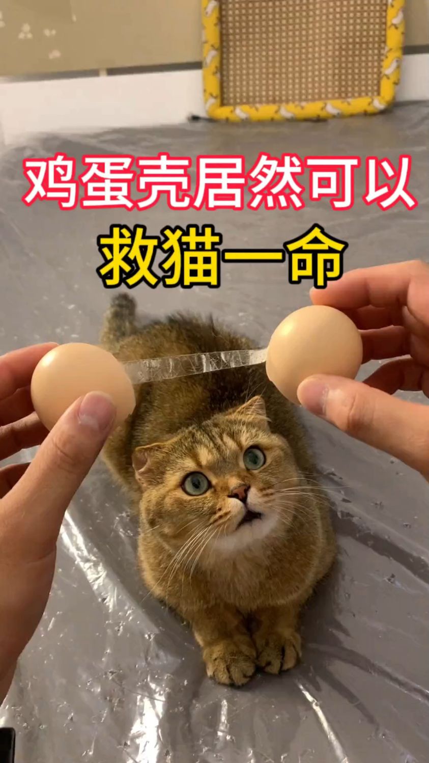 小小鸡蛋壳,居然可以救猫一命