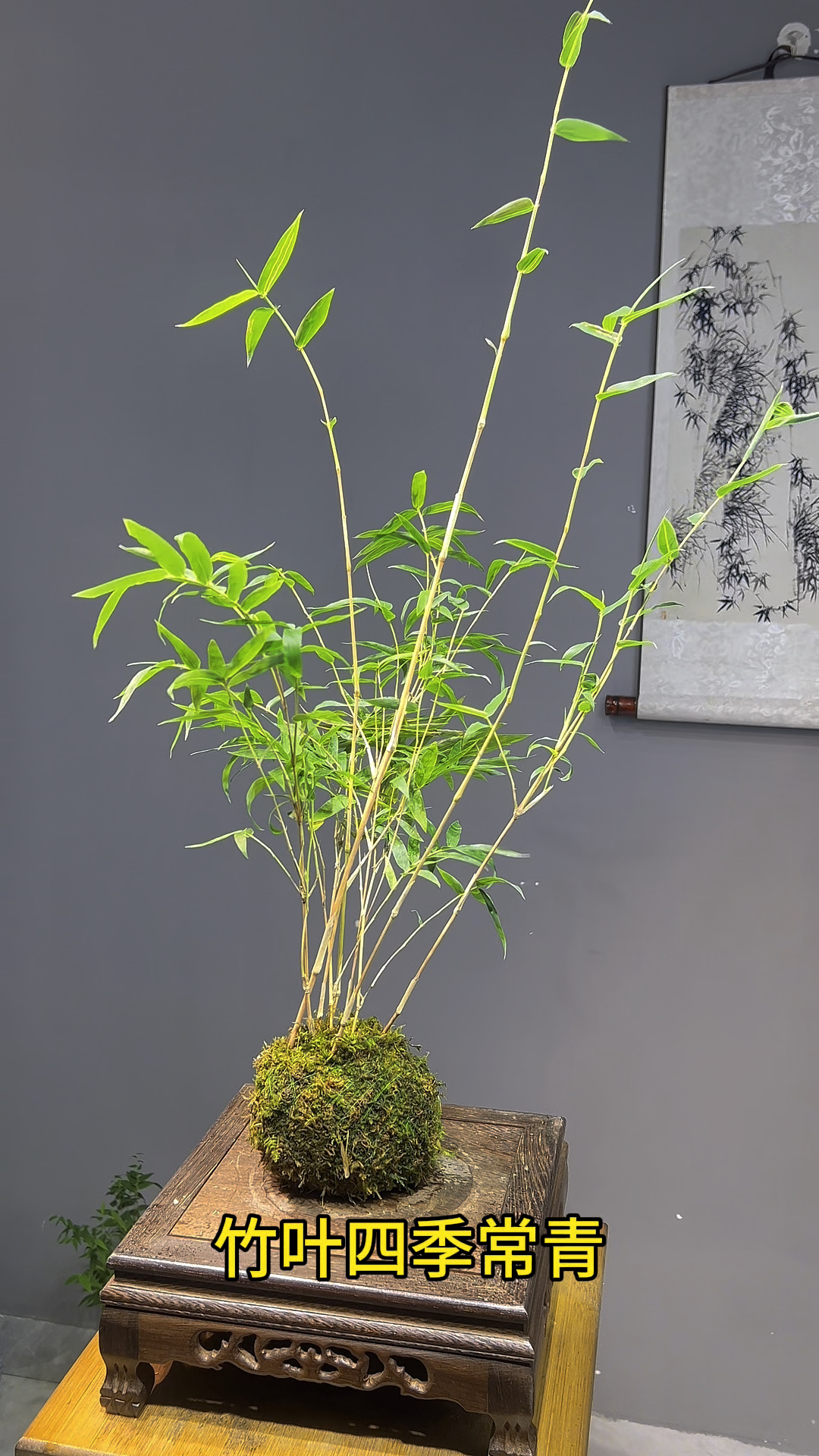 竹子中最好养的品种 #爱生活爱花草 #红观音竹 #竹子