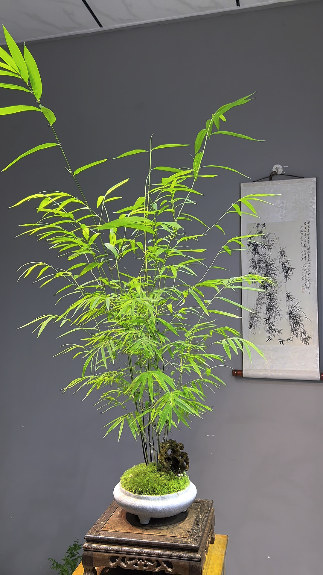 好漂亮的竹子 #竹子盆景 #内门竹 #精品盆景