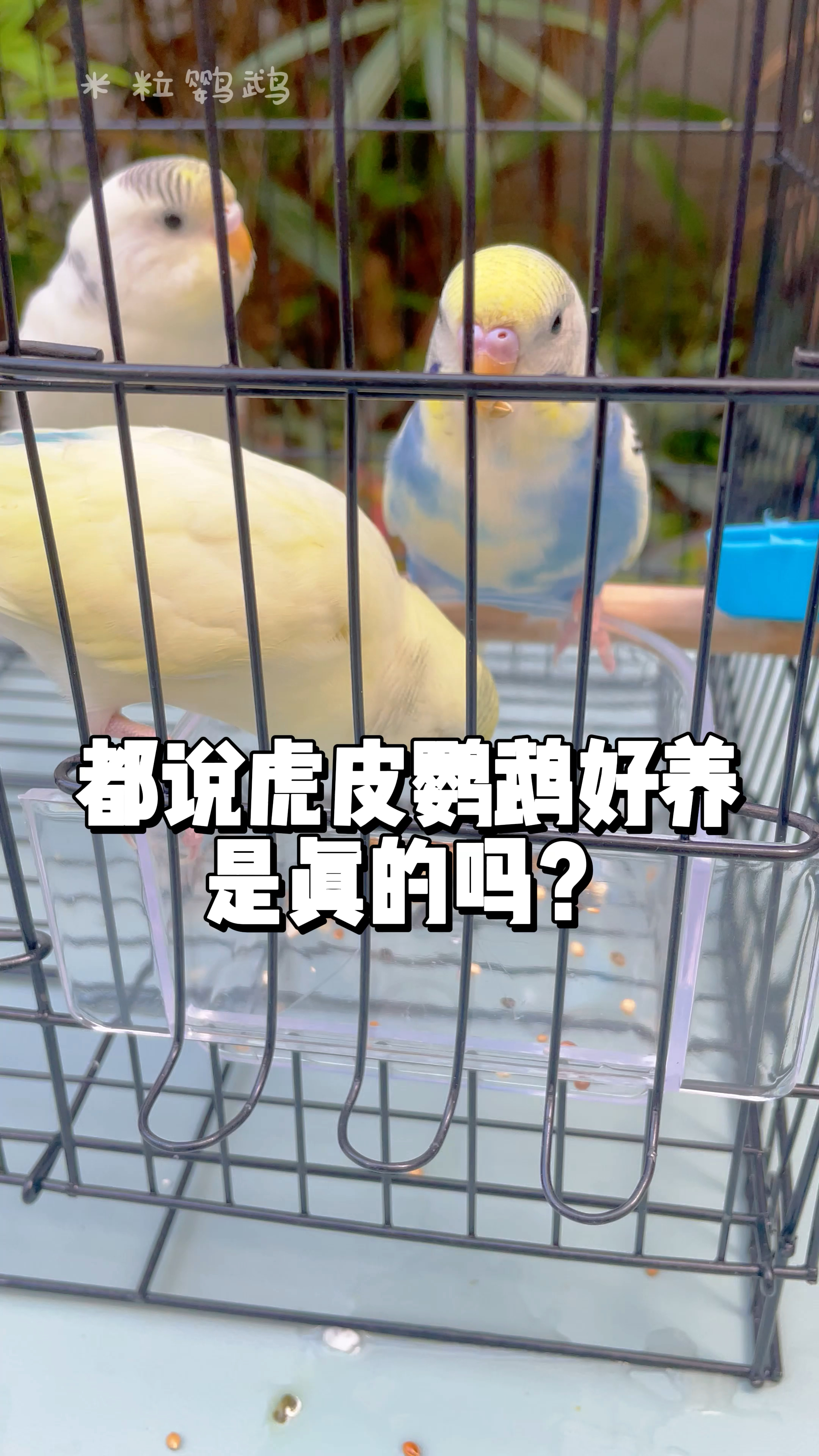 都说虎皮鹦鹉好养,是真的吗?