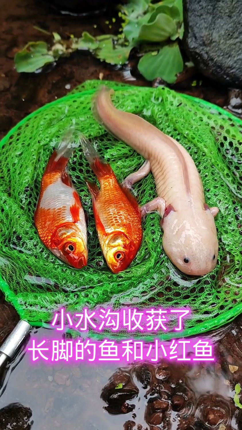 小水沟收获了长脚的鱼和小红鱼