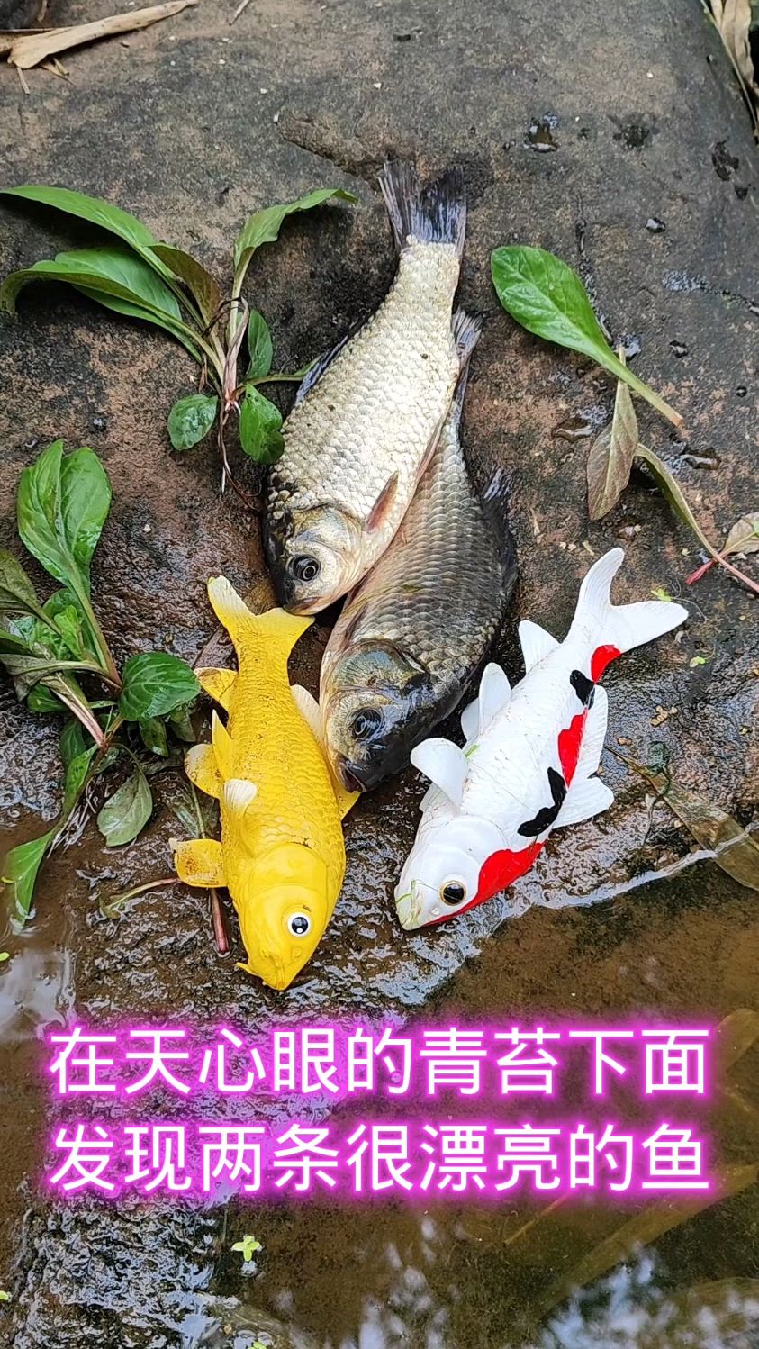 在天心眼的青苔下面发现两条很漂亮的鱼