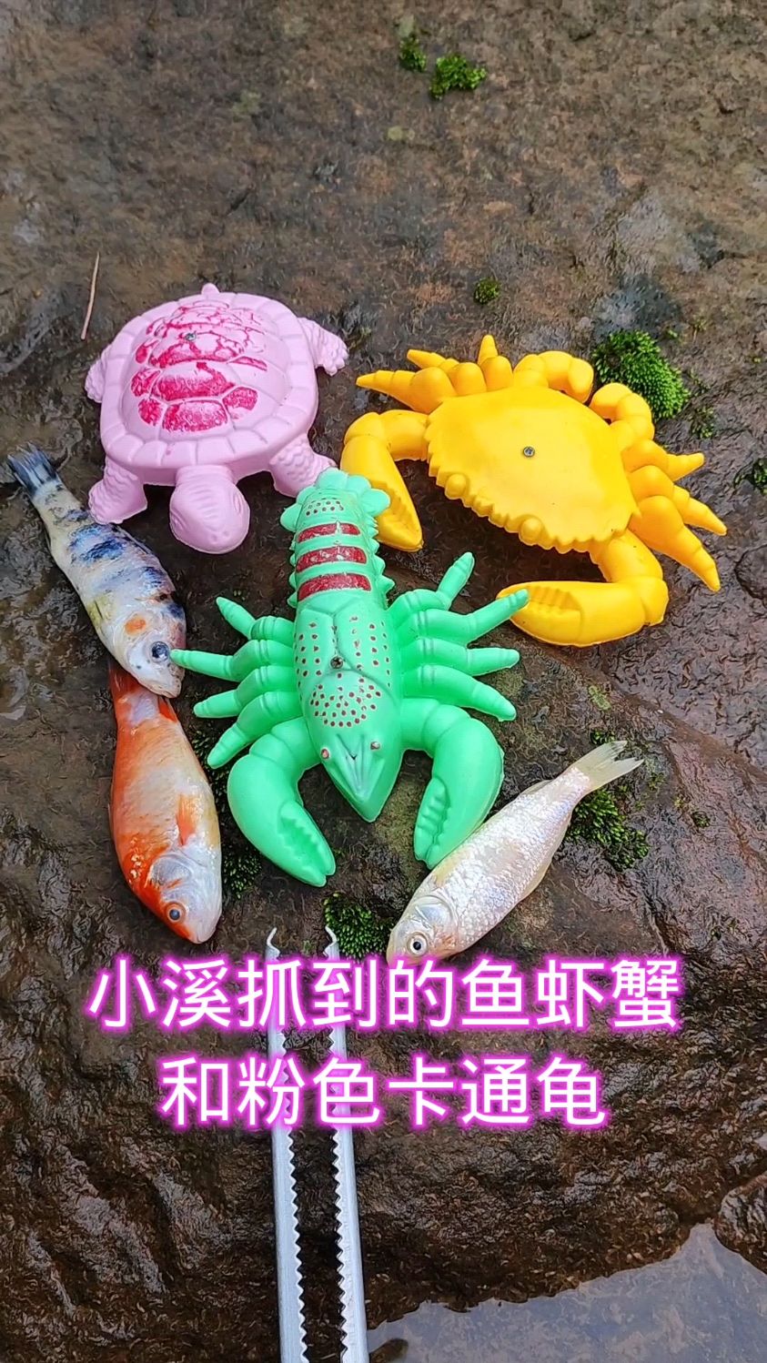 小溪抓到的鱼虾蟹和一只粉色卡通龟