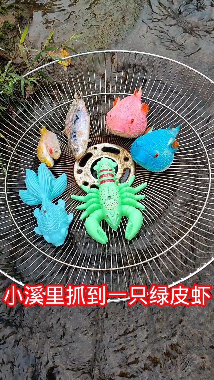 小溪里抓到一只绿皮虾