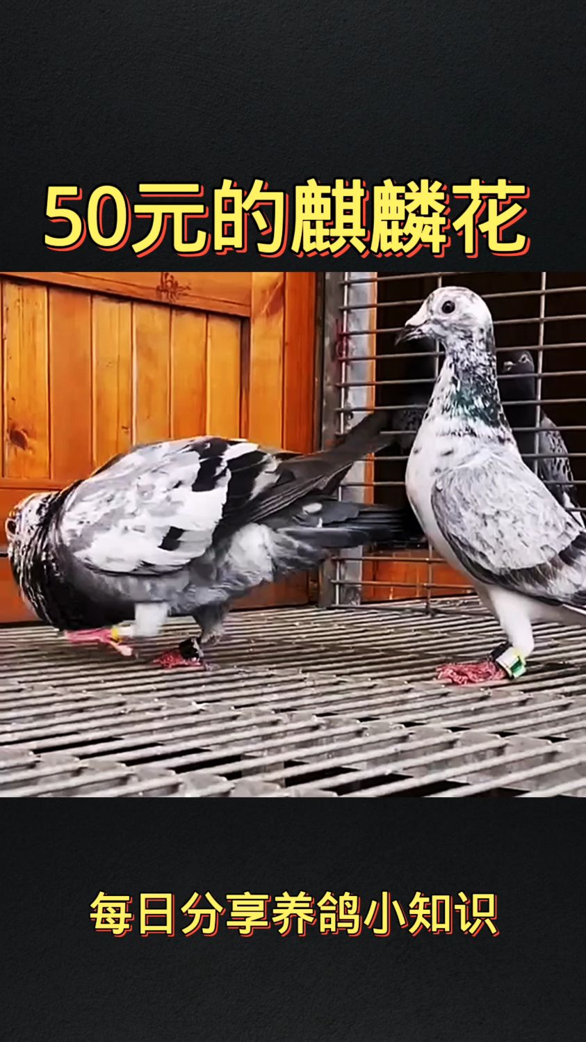 50元买的麒麟花到底值不值?