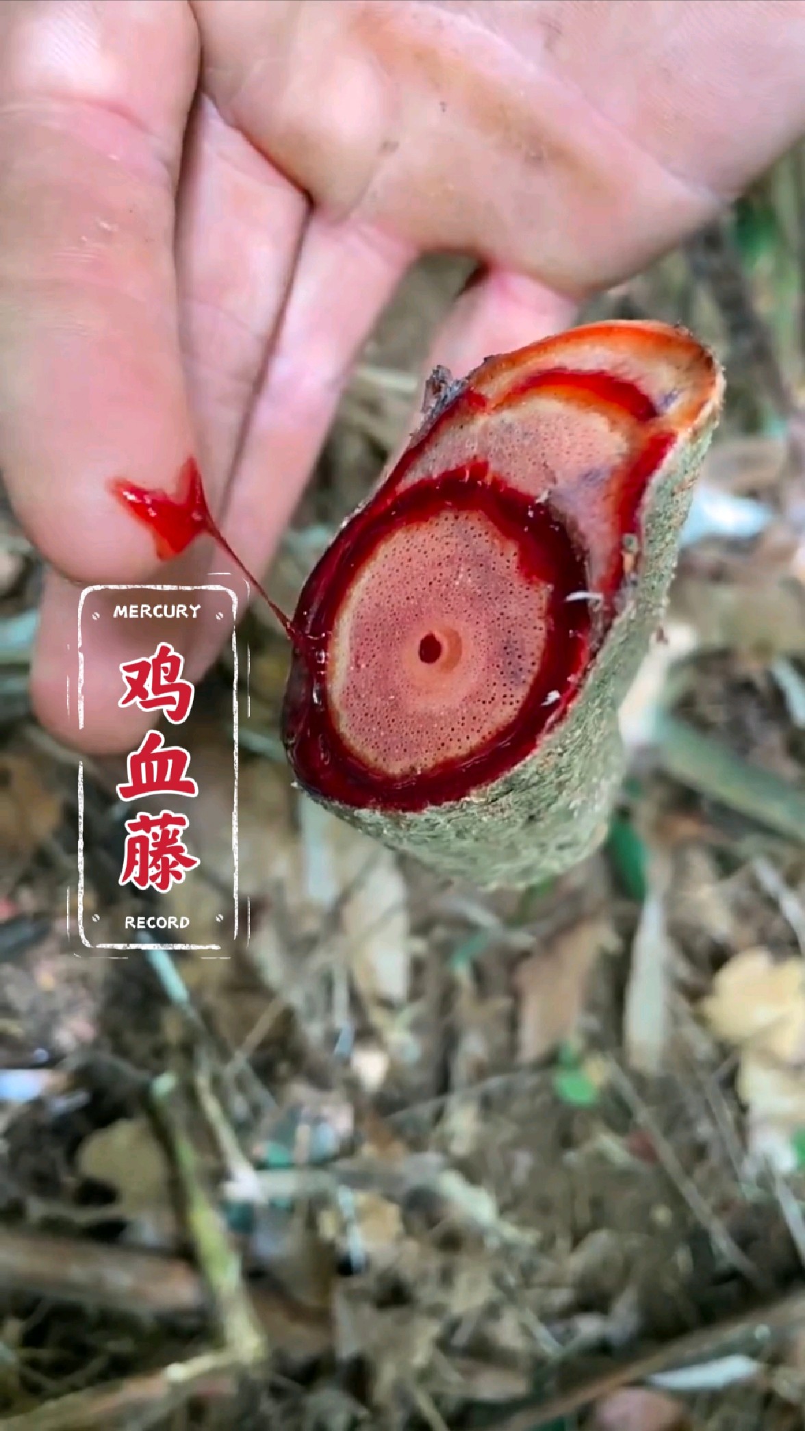鸡血藤又叫三叶鸡血藤,切开它的藤蔓会流出鲜红色的汁液。