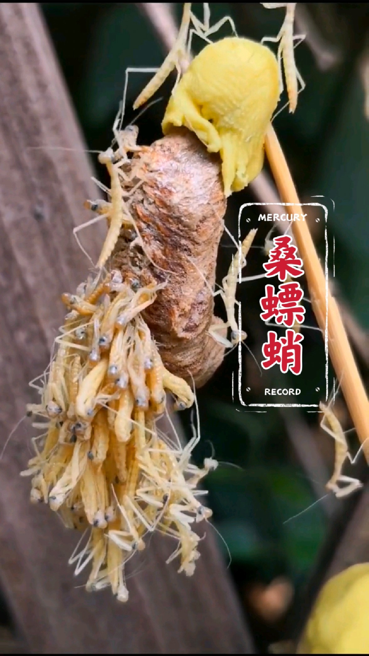 这就是中药界有名的桑螵蛸,你还记得吗?