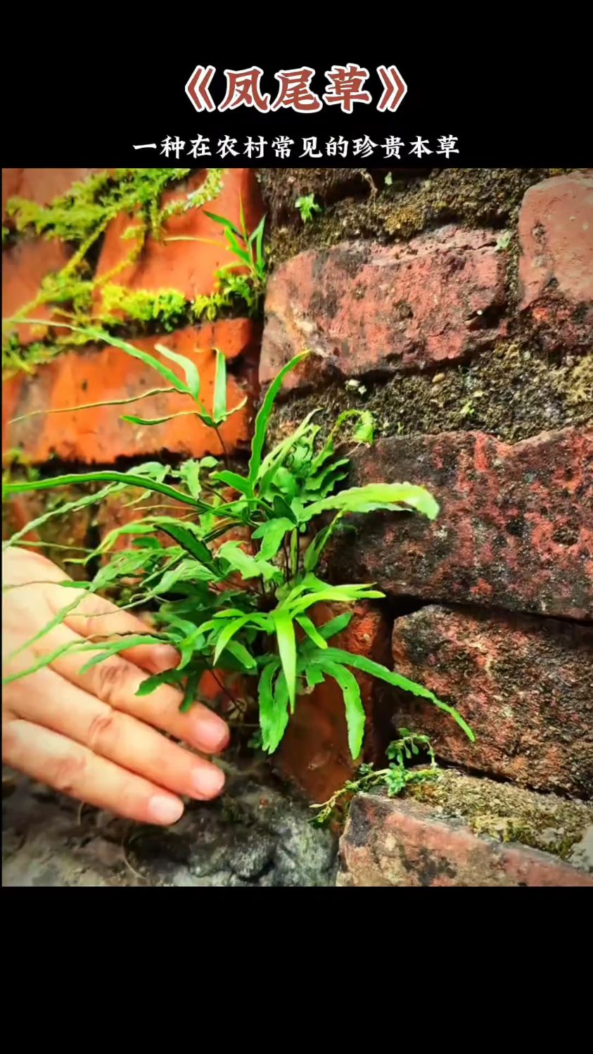 凤尾草又叫凤尾蕨,是一种在农村很常见的珍贵草本!