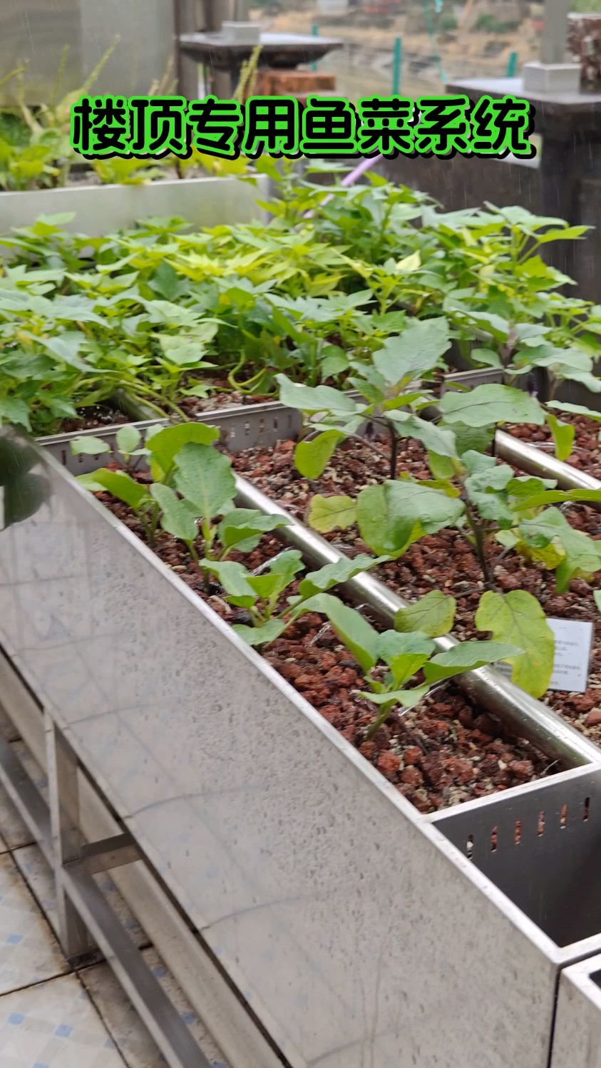 楼顶种菜全靠这个鱼菜共生系统