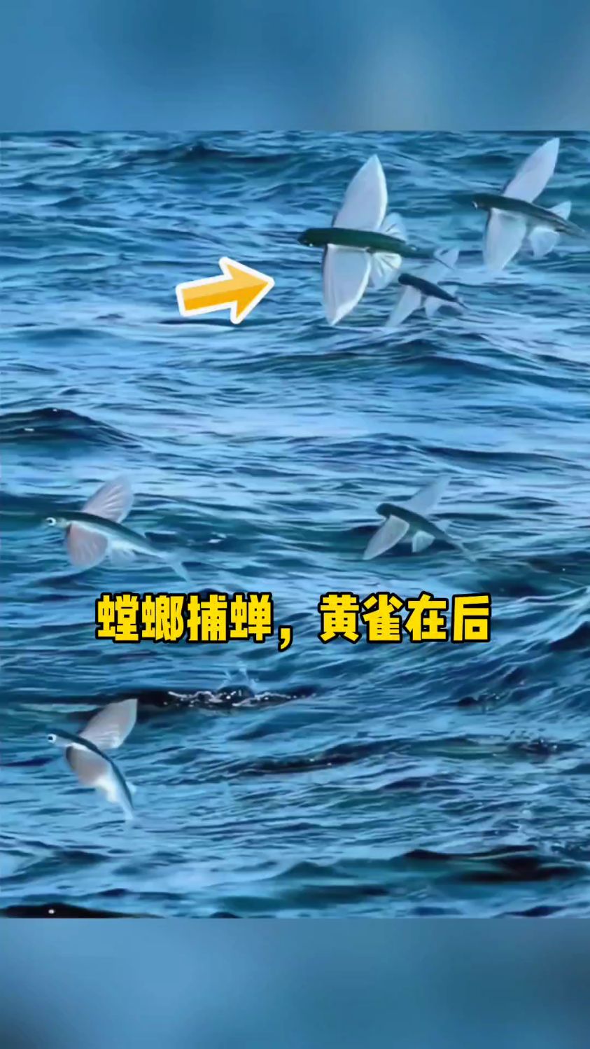 螳螂捕蝉,黄雀在后