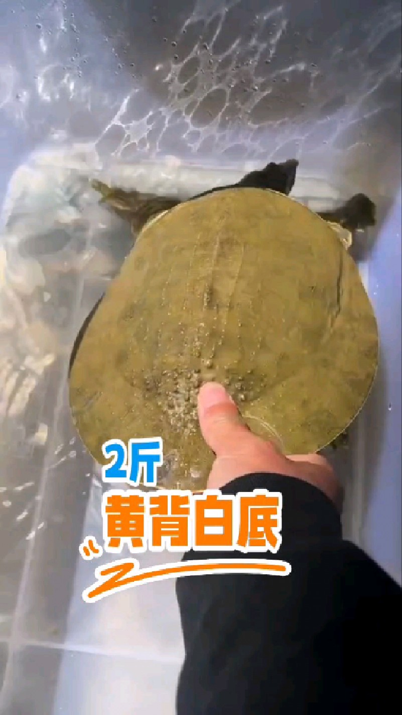黄背白底,少黄油的野甲鱼