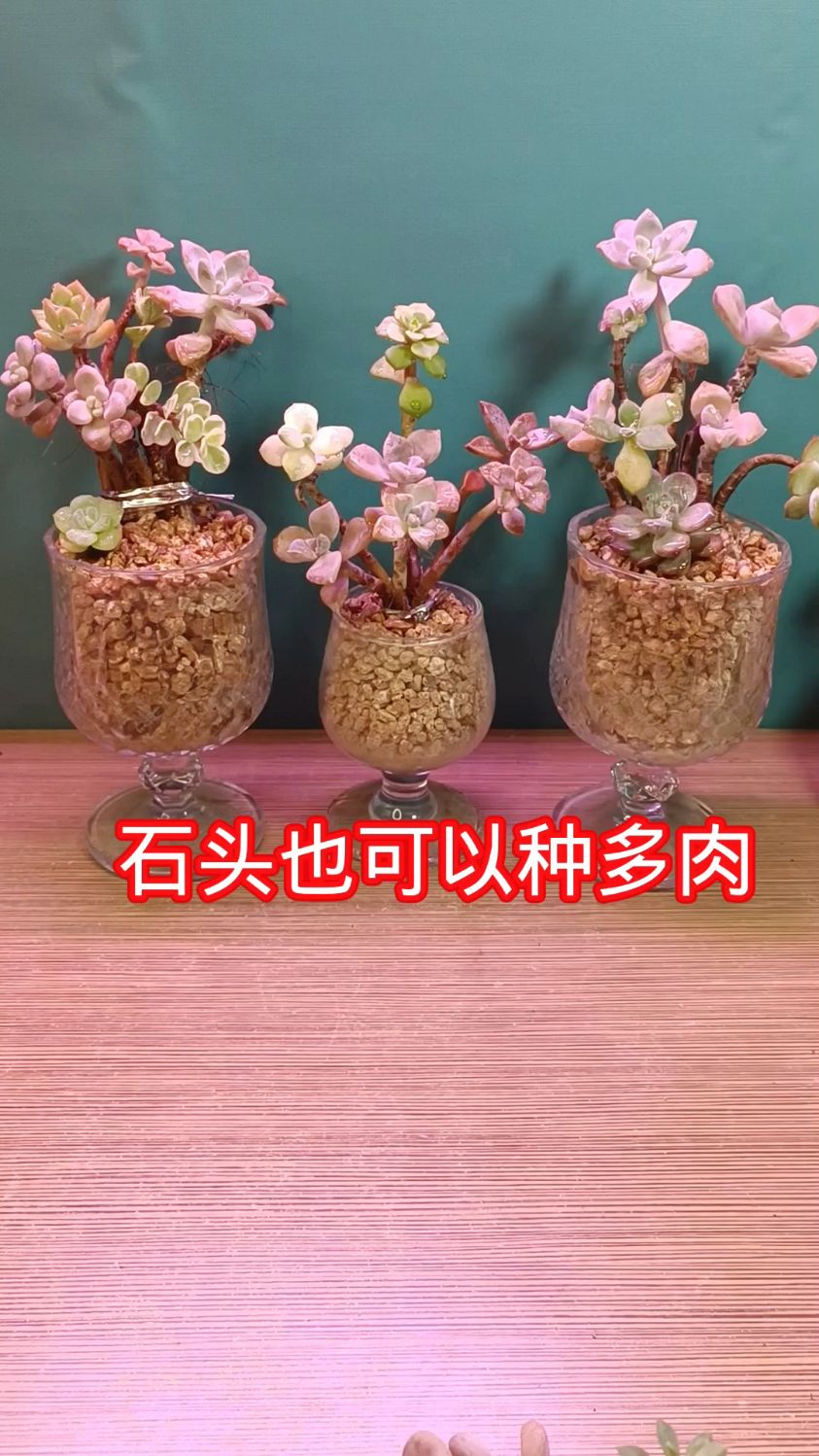 石头可以这样种多肉