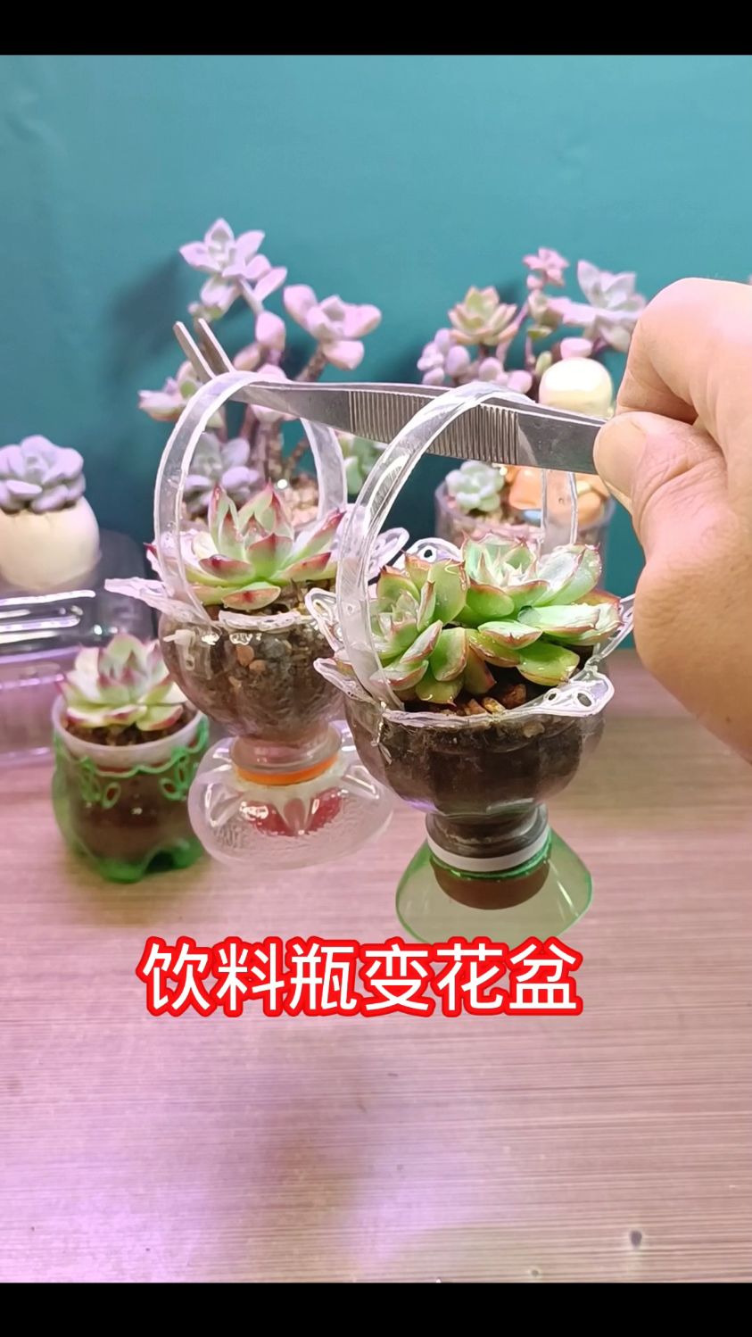 废物利用,饮料瓶变花盆