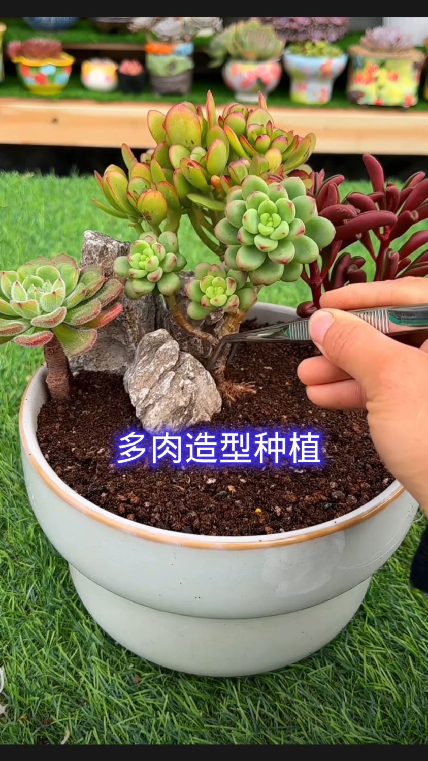 多肉还可以种造型盆景