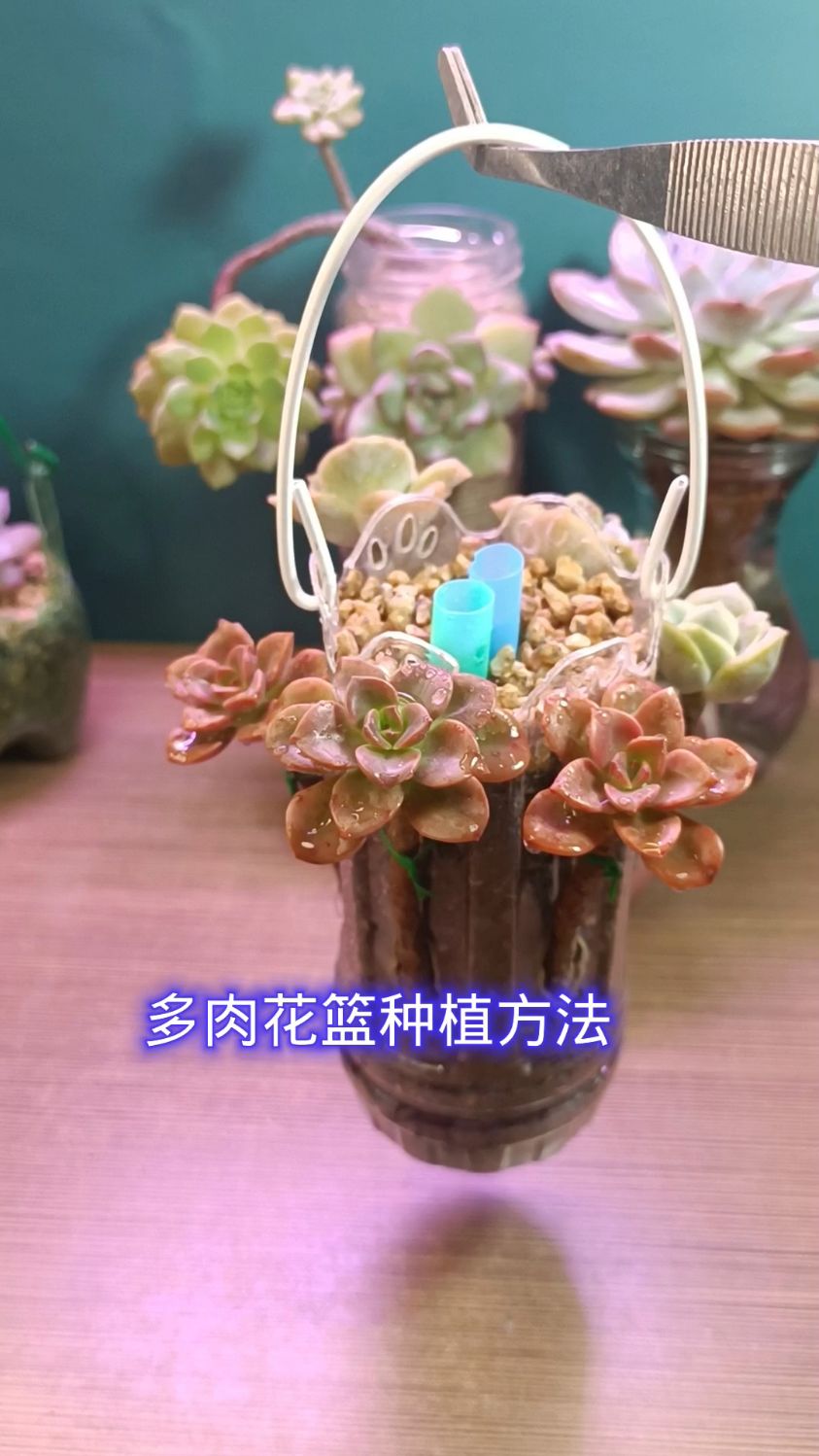 多肉还可以这样种造型