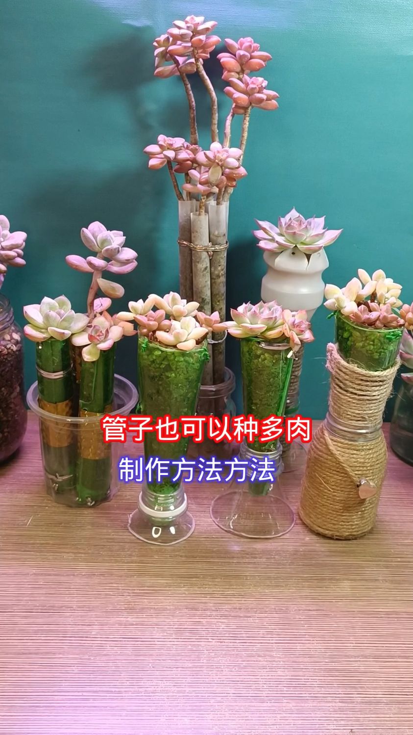 管子也可以种多肉