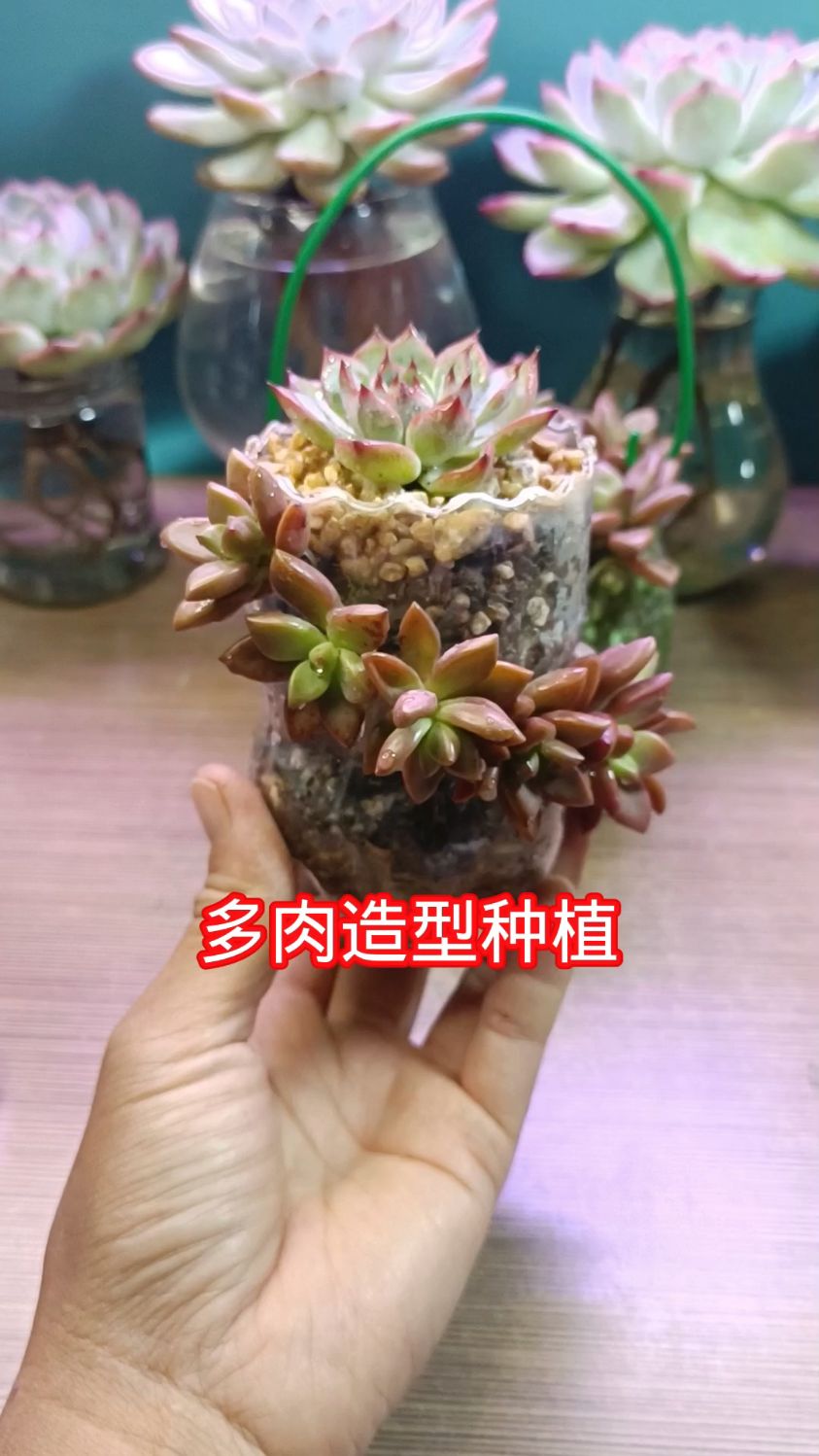 多肉造型种植方法