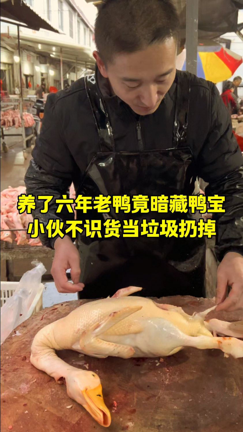 养了六年老鸭竟然暗藏鸭宝