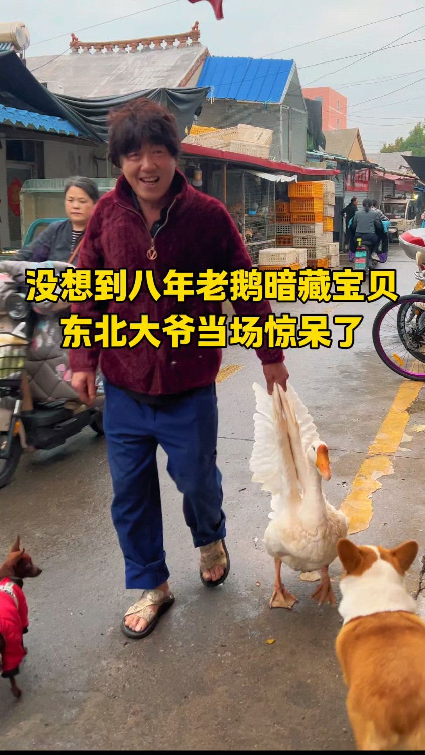没想到养了八年的老鹅肚里竟然暗藏宝贝