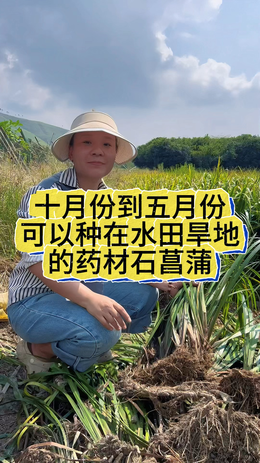 农村十月份到五月份种植的药材石菖蒲一亩地六到七万收益