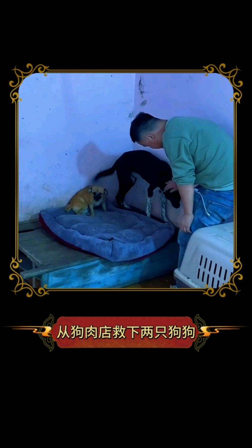 两只可怜的狗狗即将被狗肉店宰杀,幸亏遇见好心人,结局太暖心了