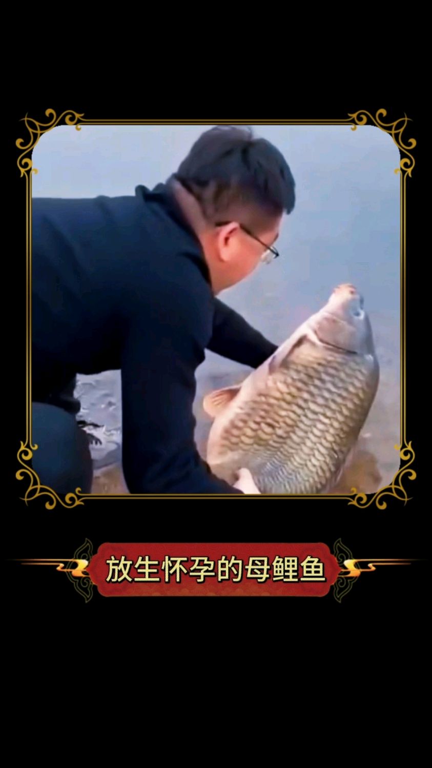 老哥买了一条怀孕的母鲤鱼,然后他把它放生于河中,功德无量啊