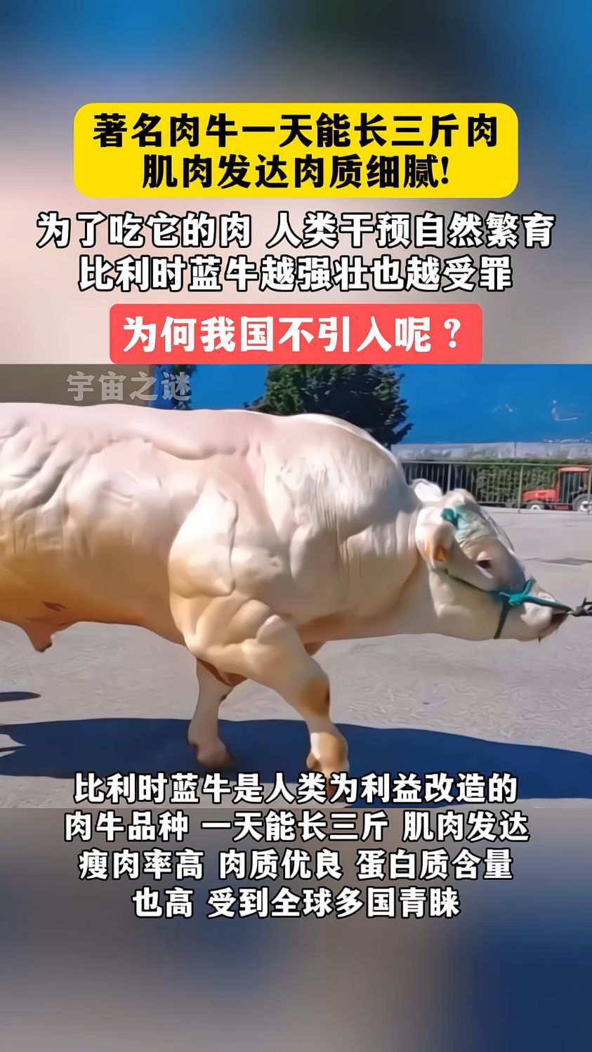 著名肉牛一天能长三斤肉,肌肉发达肉质细腻!