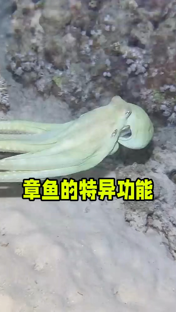 章鱼的“特异功能”
