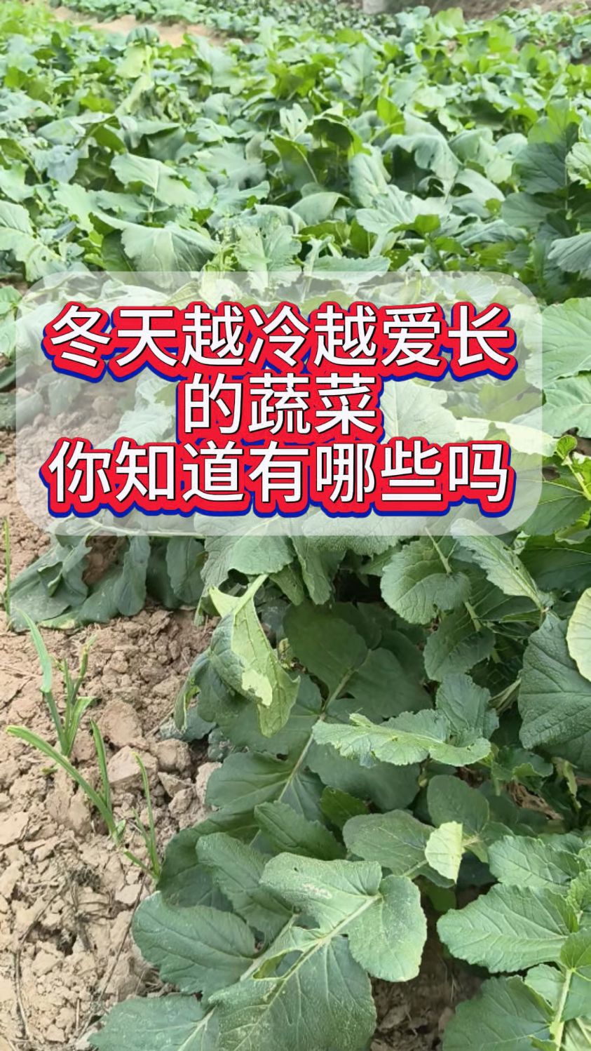 冬天越冷越爱长的蔬菜,你知道有哪些吗