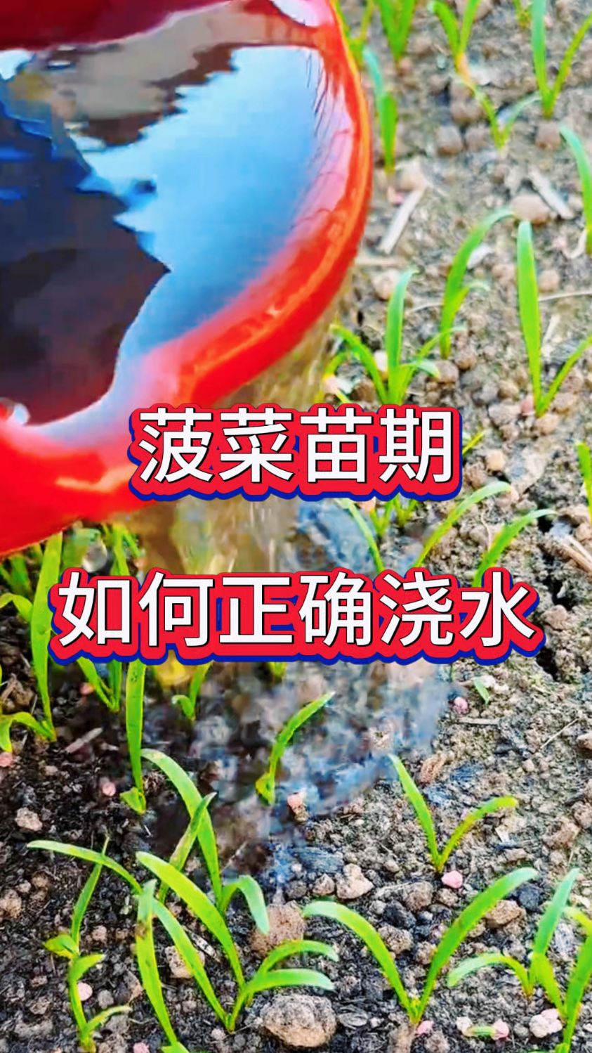 菠菜苗期如何正确浇水