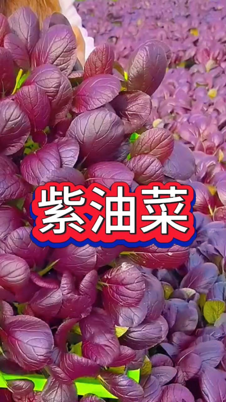 紫罗兰油菜,营养价值高,现在正是种植好时节