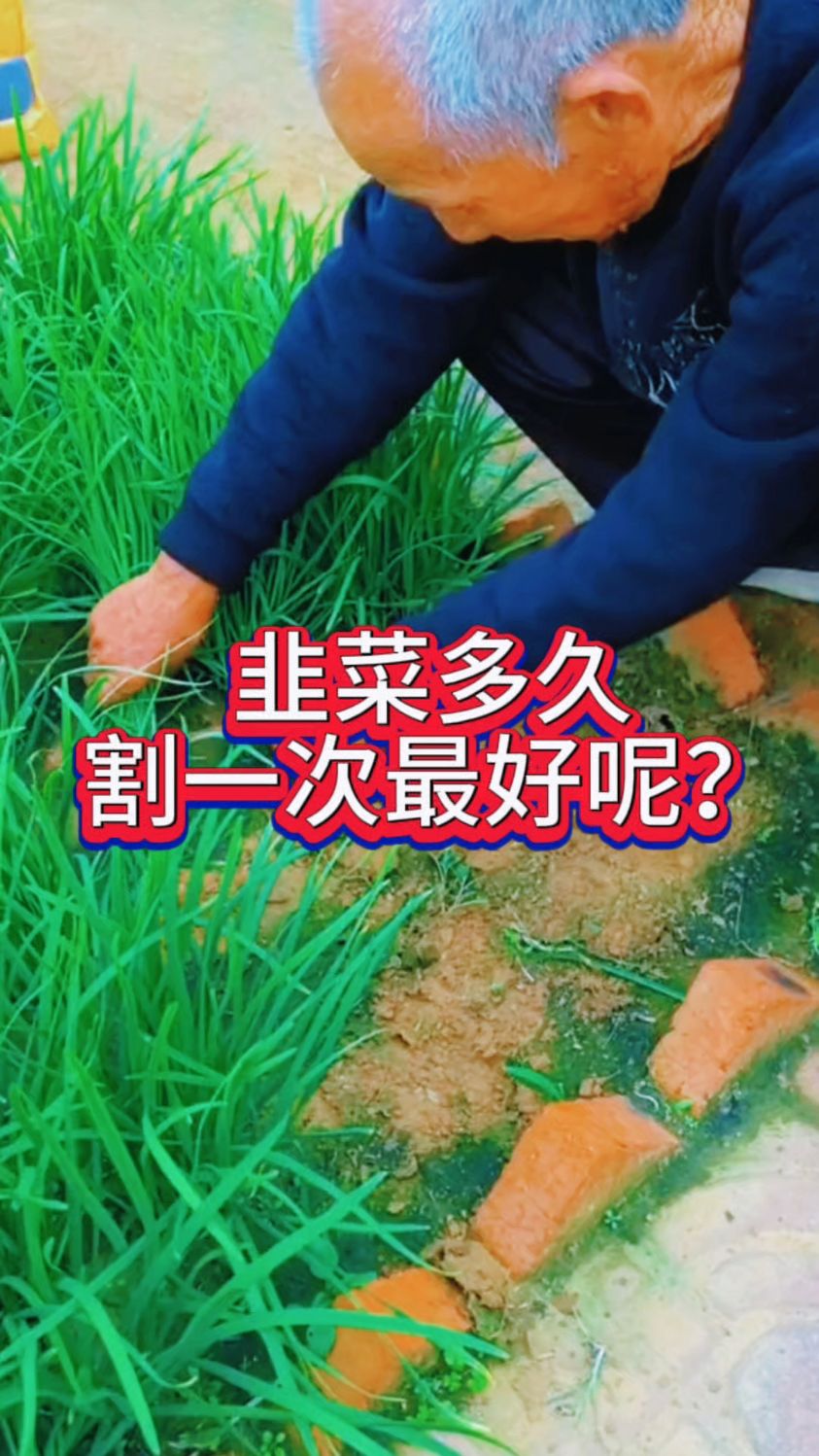 韭菜多久收割一次最好呢