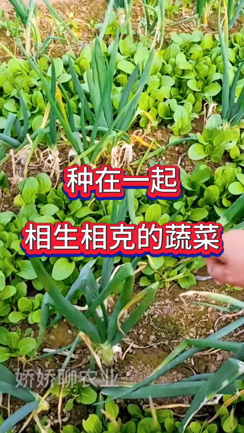 有些蔬菜种在一起相生相克