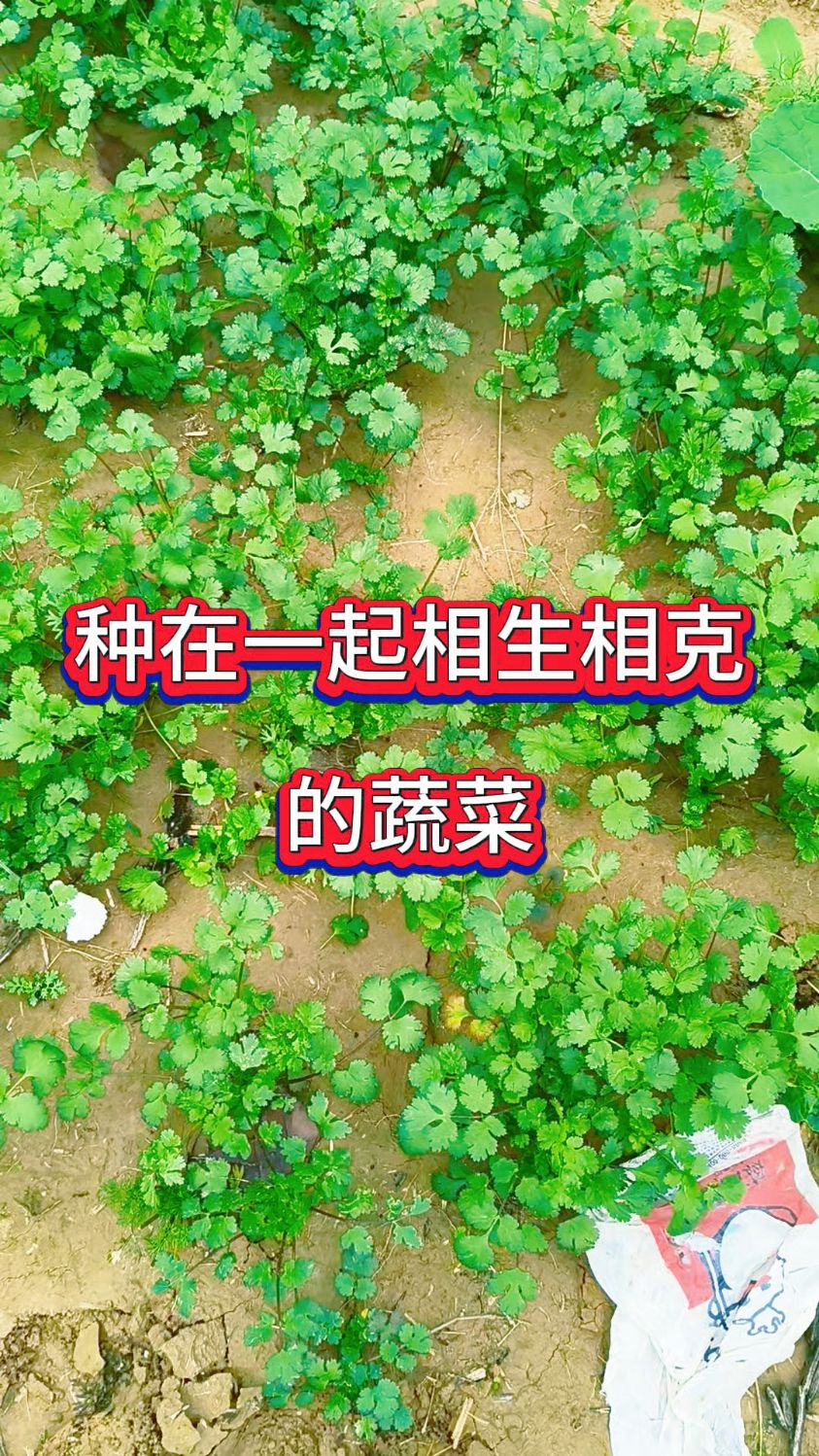 种在一起相生相克的蔬菜